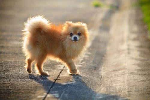 博美犬好養(yǎng)嗎，來看看養(yǎng)博美的五大煩惱