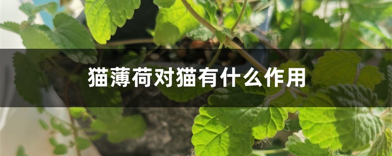 貓薄荷對貓有什么作用
