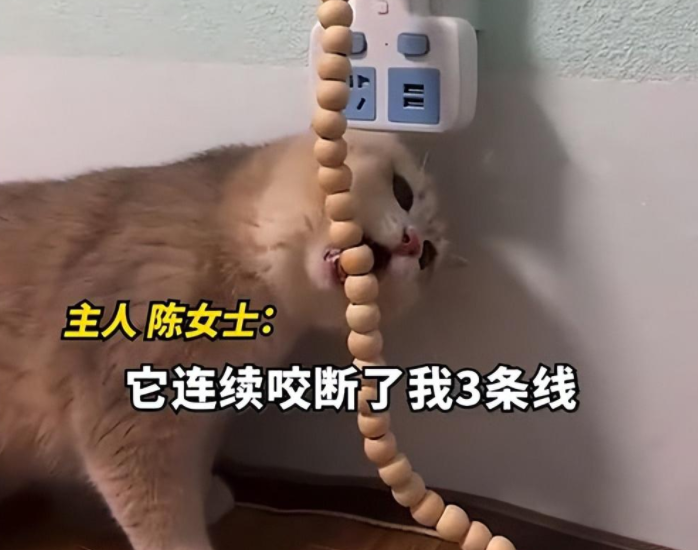 貓咪咬壞3根數據線，女子氣憤下網購木珠串防咬