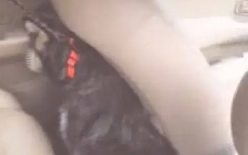 哈士奇坐車時突然特別老實，主人向后一看，直